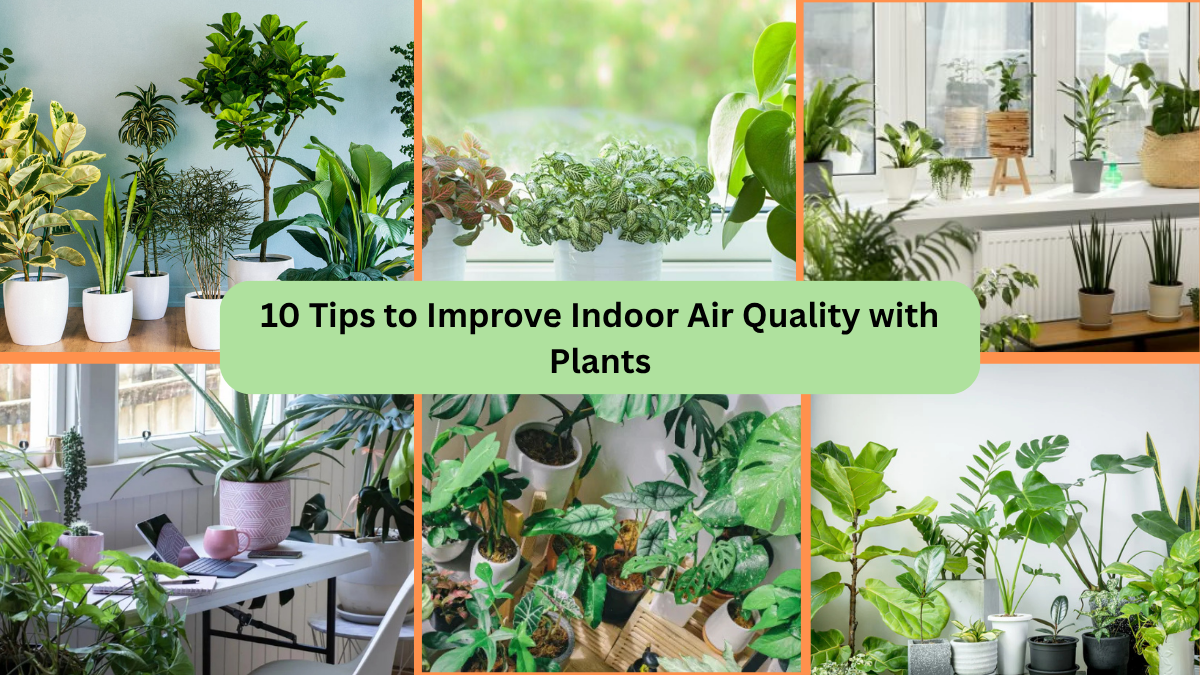 10 Tips to Improve Indoor Air Quality with Plants