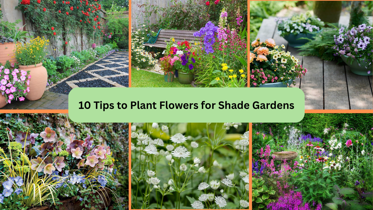 10 Tips to Plant Flowers for Shade Gardens