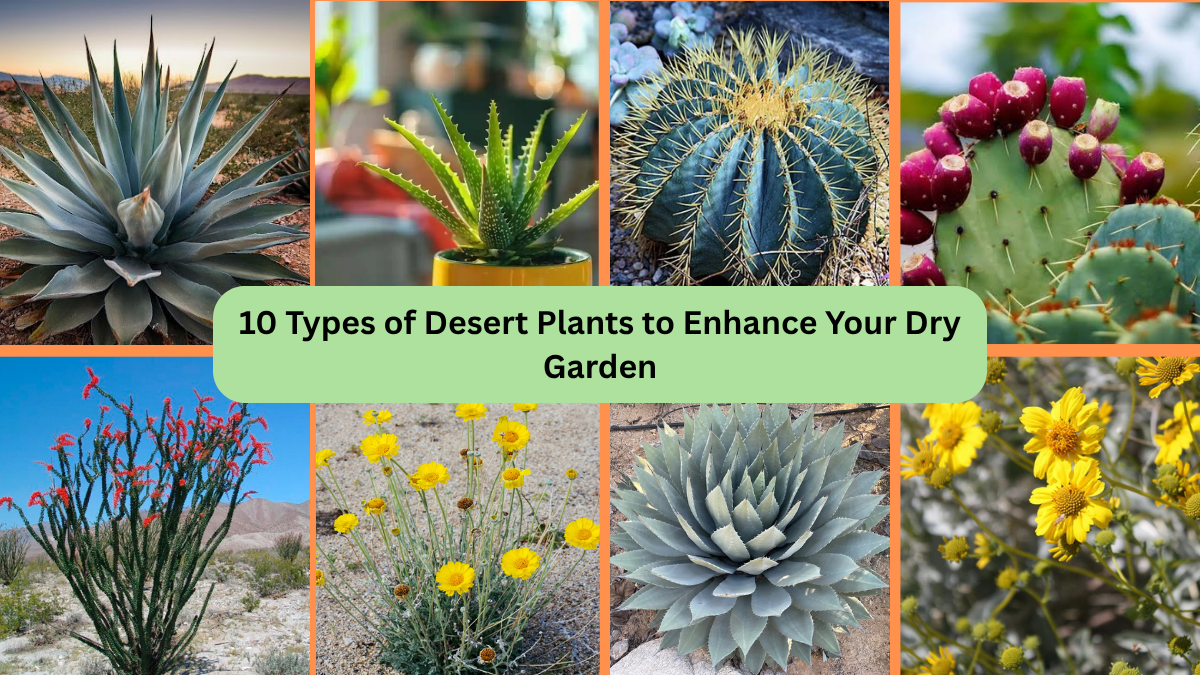 10 Types of Desert Plants to Enhance Your Dry Garden