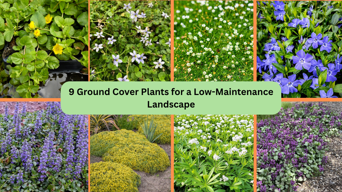 9 Ground Cover Plants for a Low-Maintenance Landscape