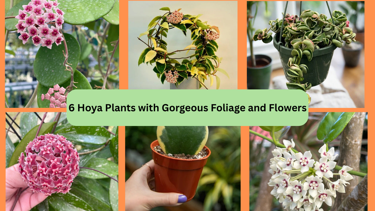 6 Hoya Plants with Gorgeous Foliage and Flowers