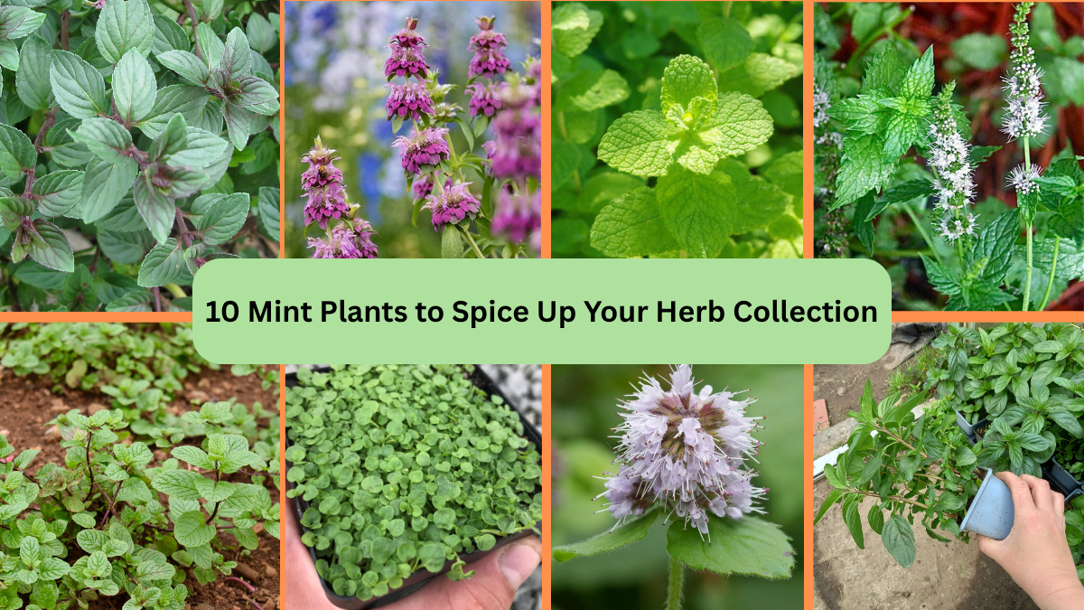 10 Mint Plants to Spice Up Your Herb Collection