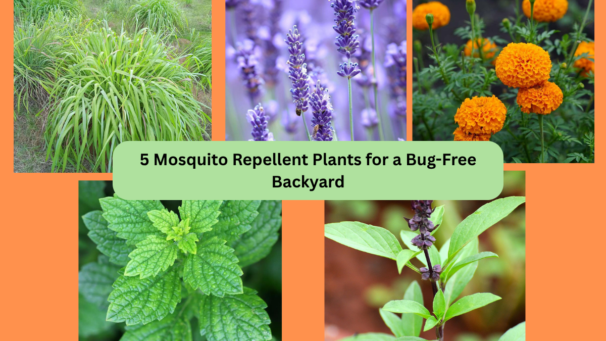 5 Mosquito Repellent Plants for a Bug-Free Backyard