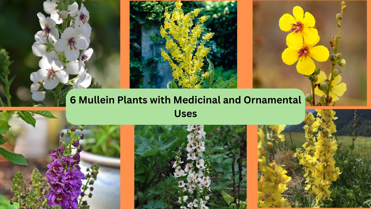 6 Mullein Plants with Medicinal and Ornamental Uses