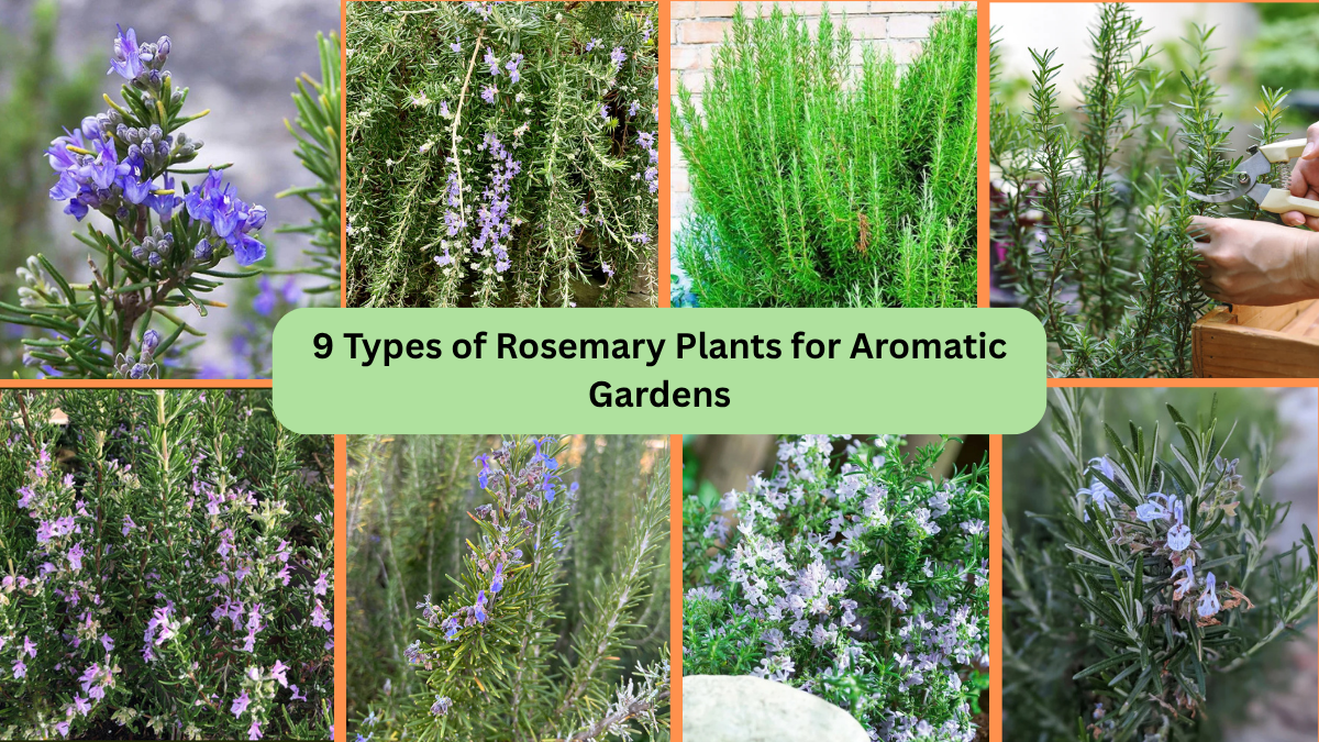 9 Types of Rosemary Plants for Aromatic Gardens