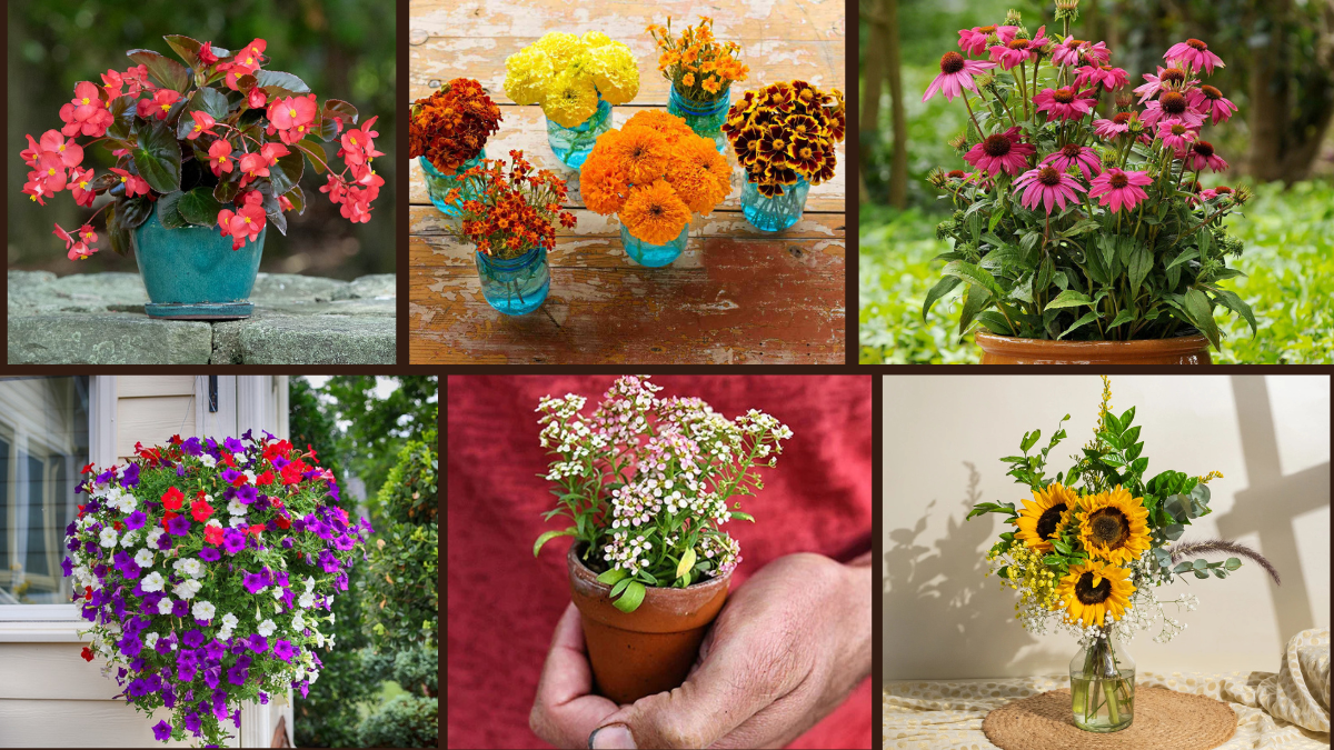 10 Inspiring Idea Plants to Brighten Up Your Garden