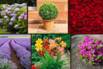 9 Beautiful Plants for Front of House Ideas for Curb Appeal