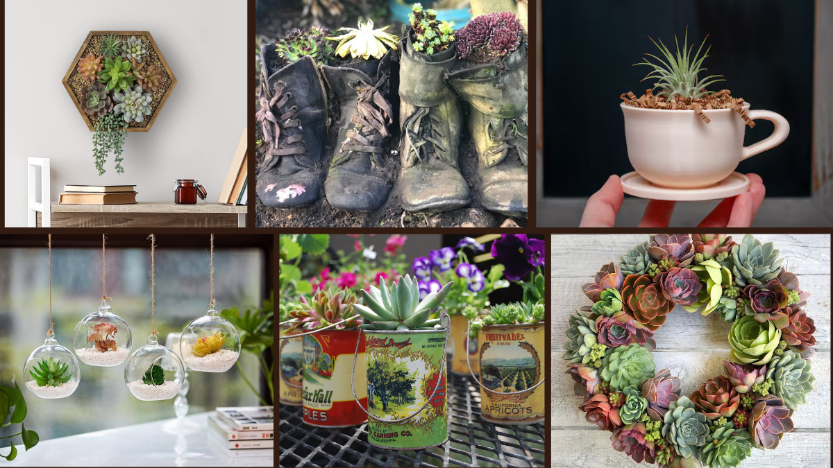 9 Succulent Planter Ideas for Low Maintenance Charm