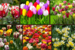 10 Types of Tulips for Your Garden
