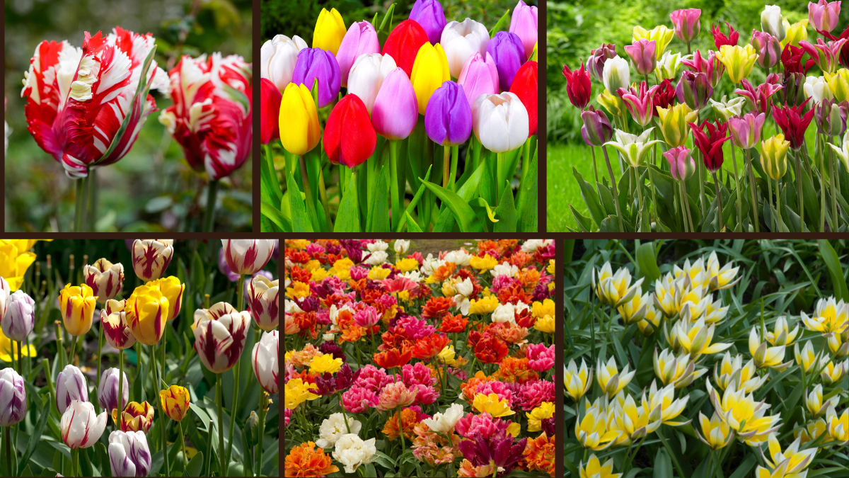 10 Types of Tulips for Your Garden