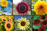 7 Types of Sunflowers to Brighten Your Garden