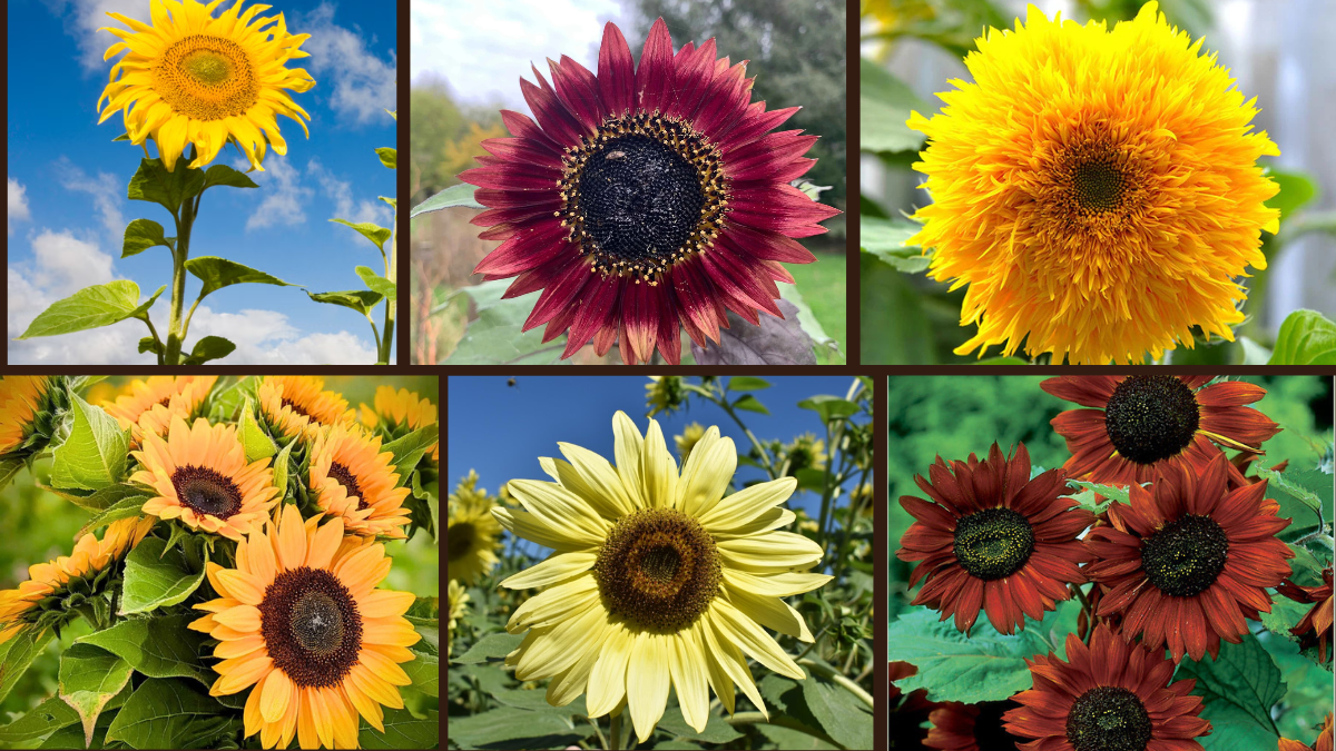 7 Types of Sunflowers to Brighten Your Garden