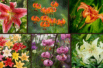 8 Top Varieties of Lilies for Your Backyard