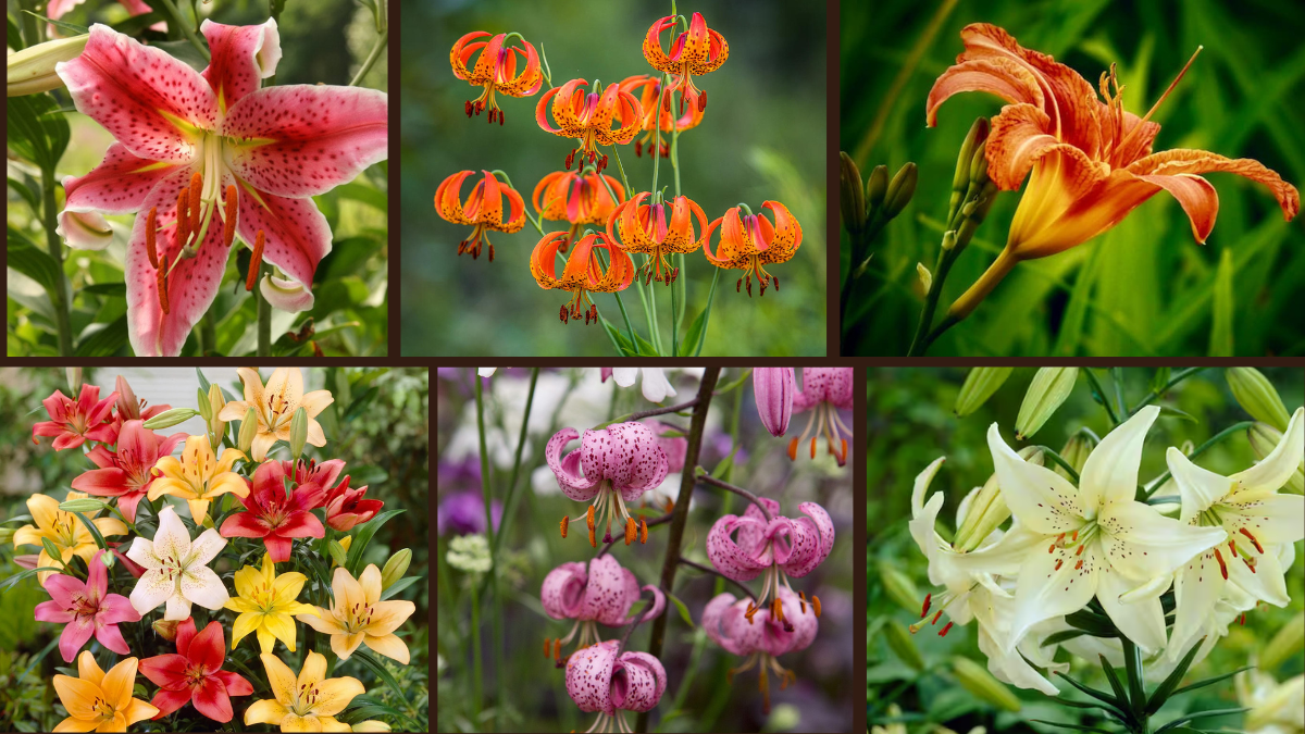 8 Top Varieties of Lilies for Your Backyard