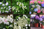 9 Types of Hydrangeas for a Stunning Display