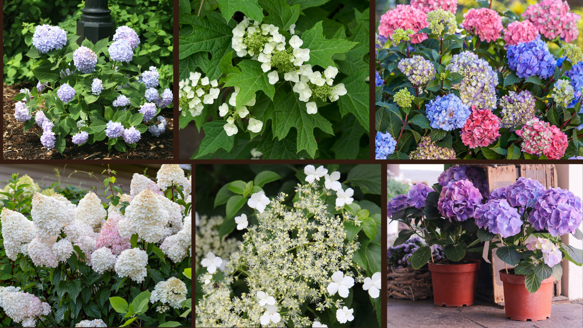 9 Types of Hydrangeas for a Stunning Display