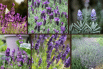 7 Lavender Varieties Perfect for Any Garden