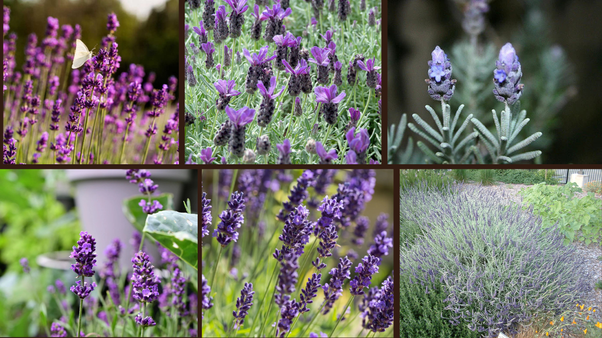 7 Lavender Varieties Perfect for Any Garden