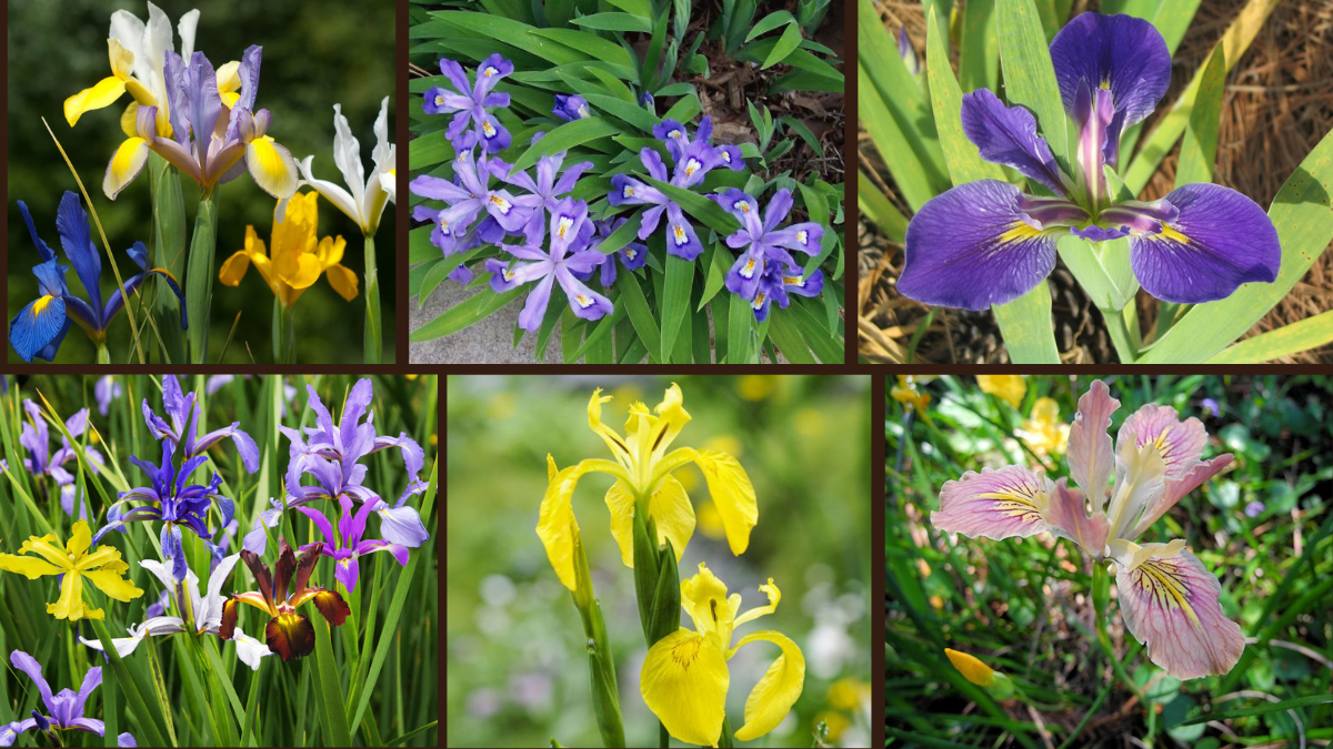10 Types of Irises for a Unique Garden Touch