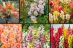 9 Best Snapdragons for a Playful Garden