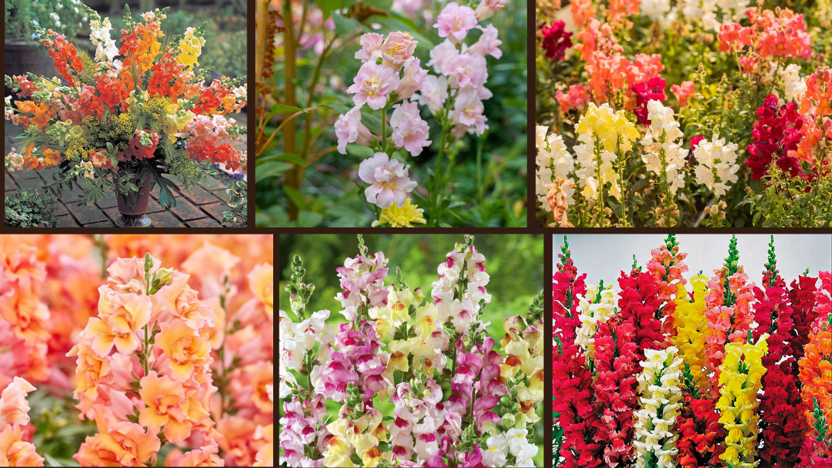 9 Best Snapdragons for a Playful Garden