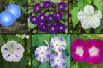 10 Types of Morning Glories for Trellises and Fences