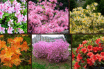 7 Different Varieties of Azaleas for Your Garden