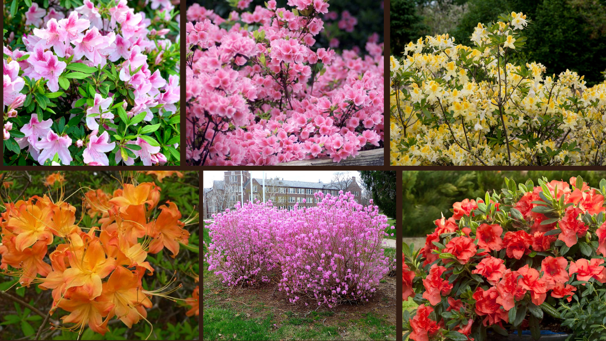 7 Different Varieties of Azaleas for Your Garden