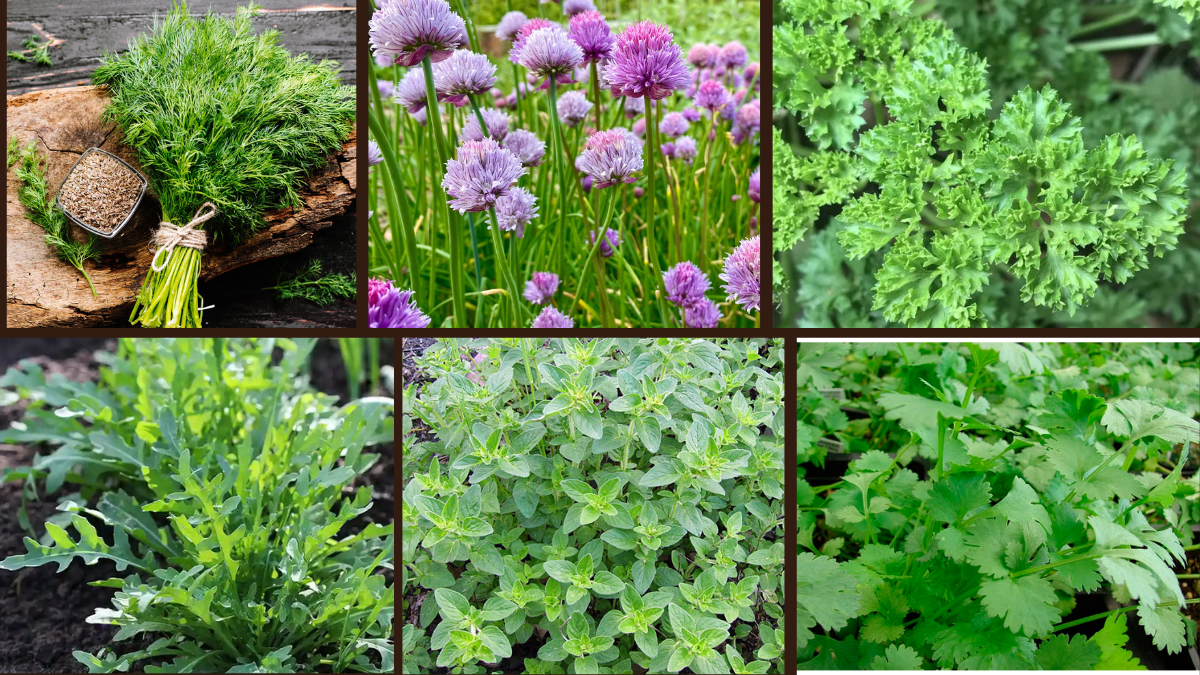8 Fast-Growing Herbs to Elevate Your Home Cooking