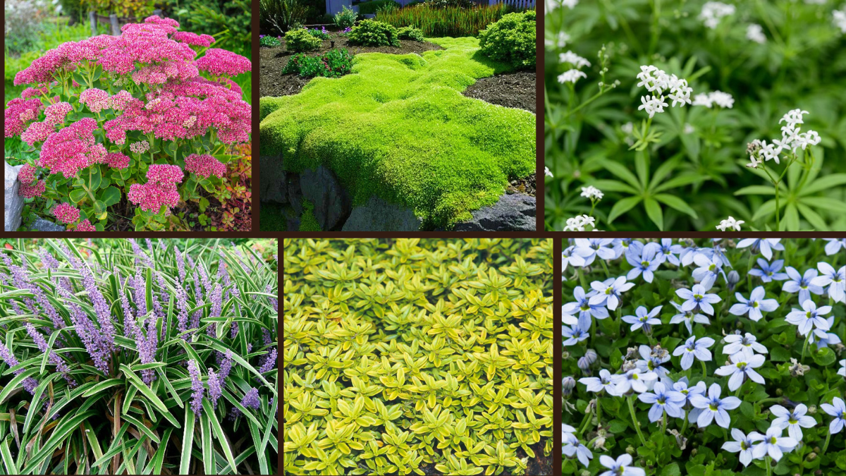 10 Rapidly Growing Ground Covers for Easy Landscaping