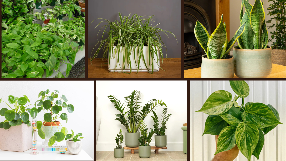 7 Fast-Growing Low-Maintenance Houseplants