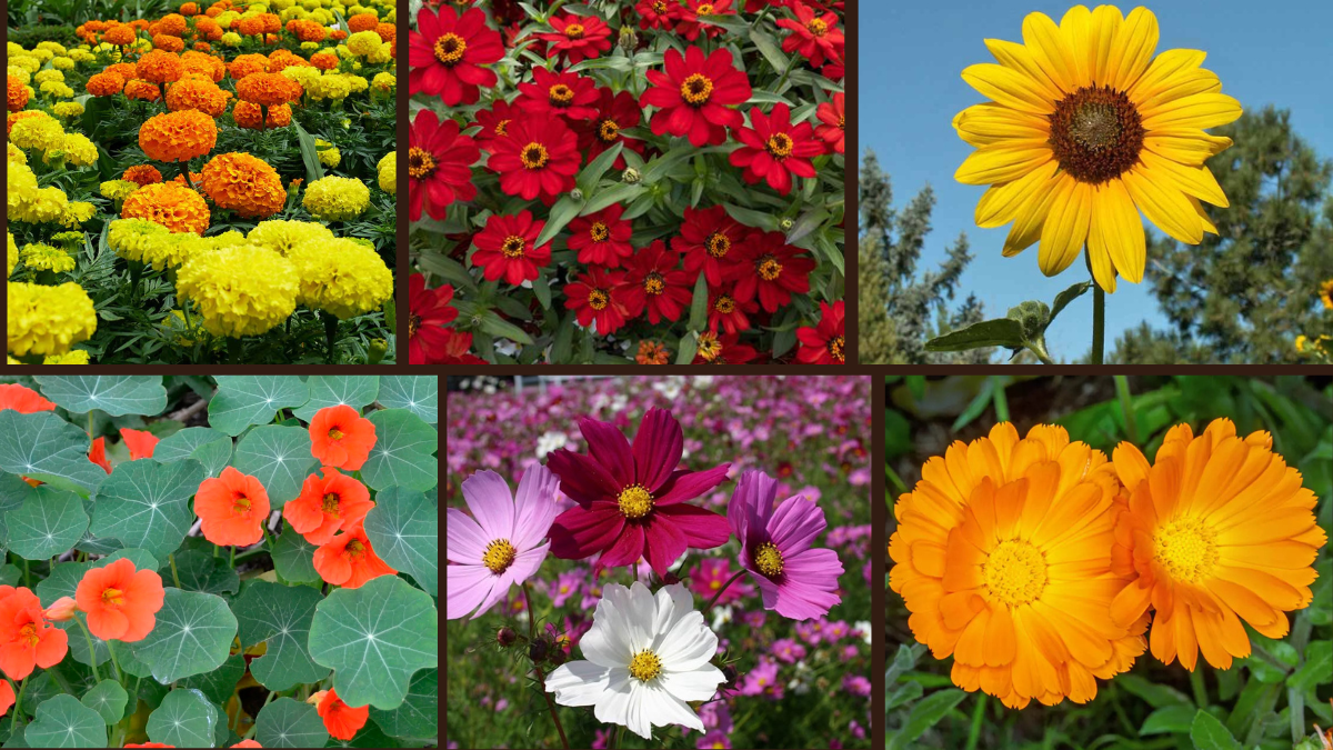 6 Annual Flowers That Bloom in No Time