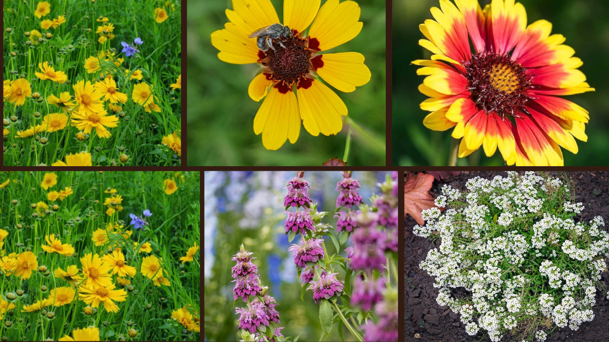 8 Fastest Growing Wildflowers for Pollinators