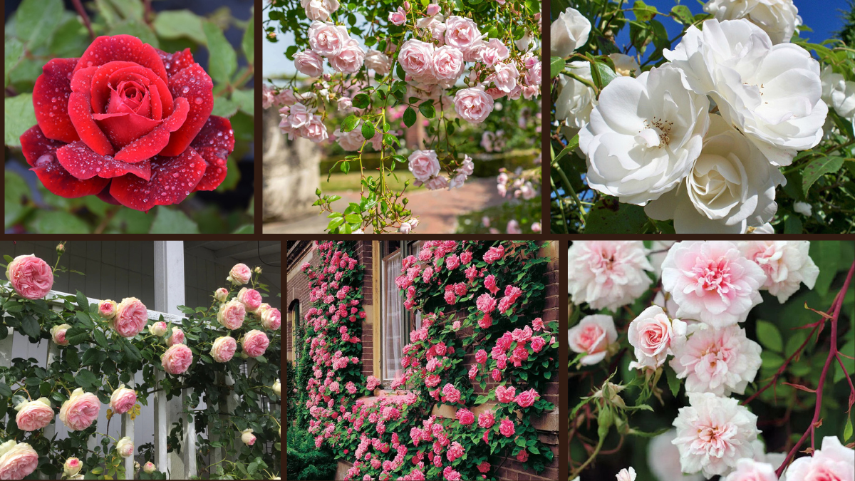 7 Fast-Growing Climbing Roses for Stunning Walls
