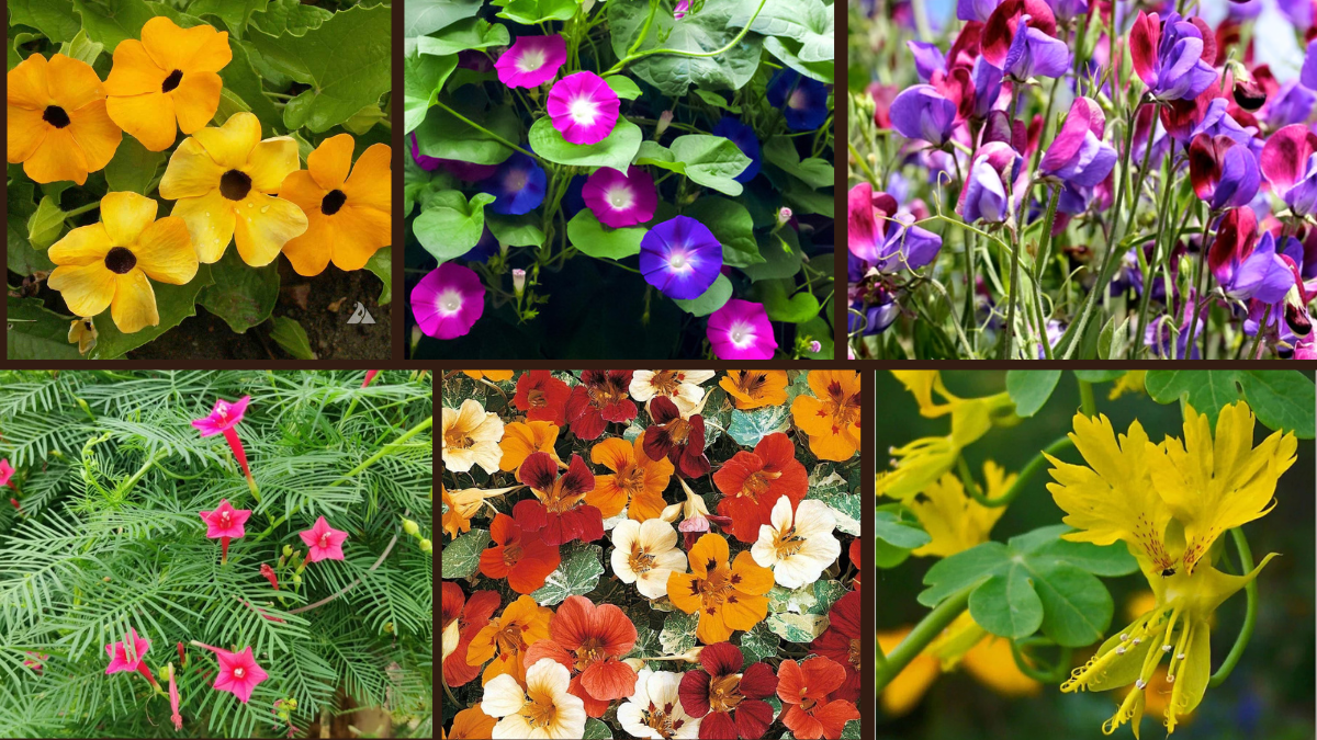 Top 7 Fast-Blooming Vines for Arches and Trellises