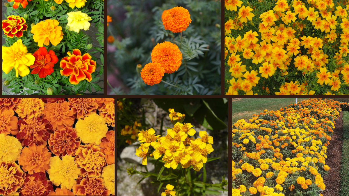 6 Fast-Growing Marigold Varieties for Easy Care