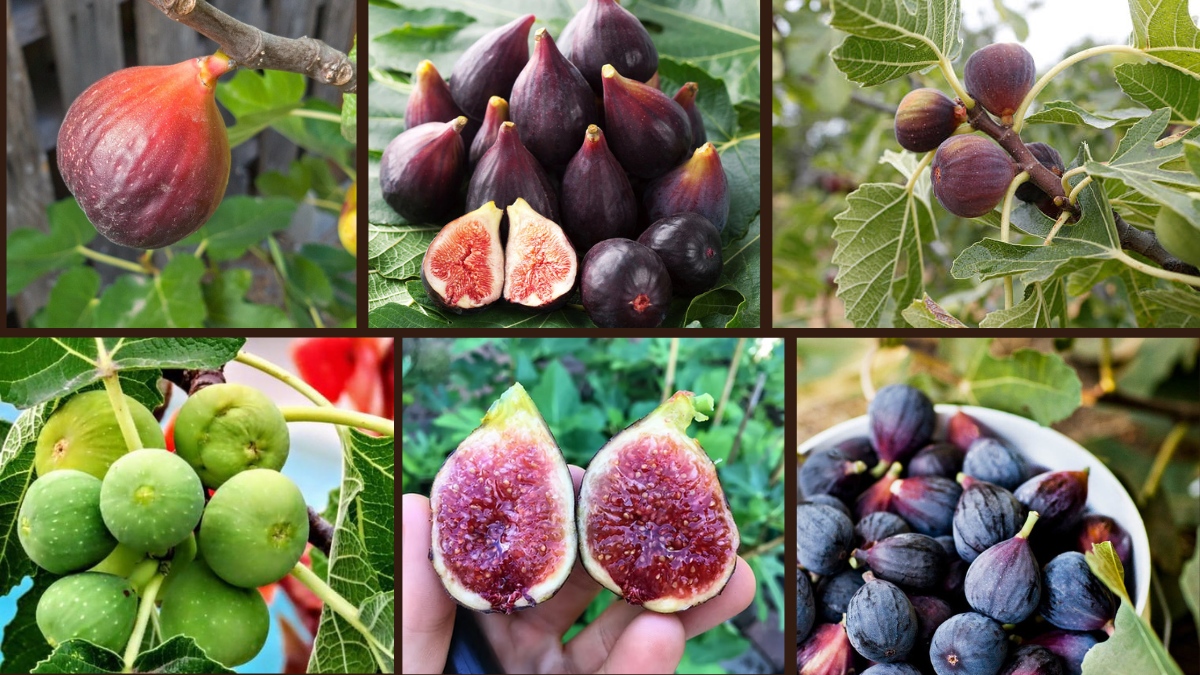 8 Fast-Growing Fig Trees for Home Orchards
