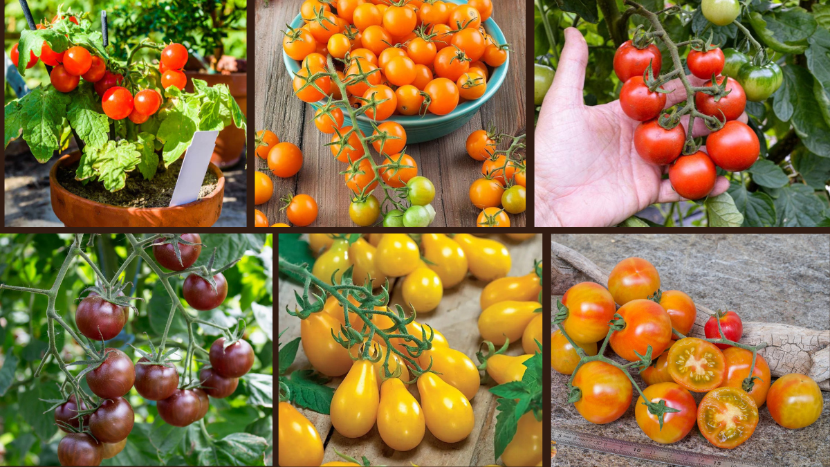 9 Fastest Growing Cherry Tomatoes for Your Garden