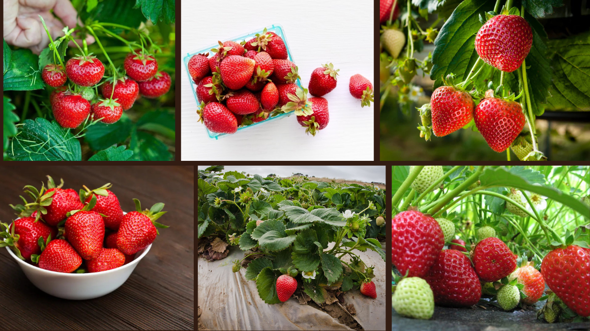 6 Quick and Easy Strawberries for Home Harvest