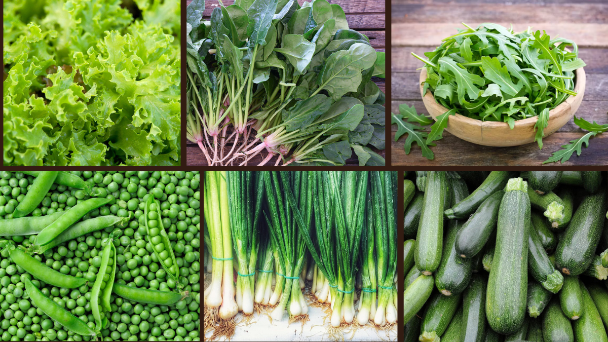 8 Fast-Growing Edible Plants for Home and Garden
