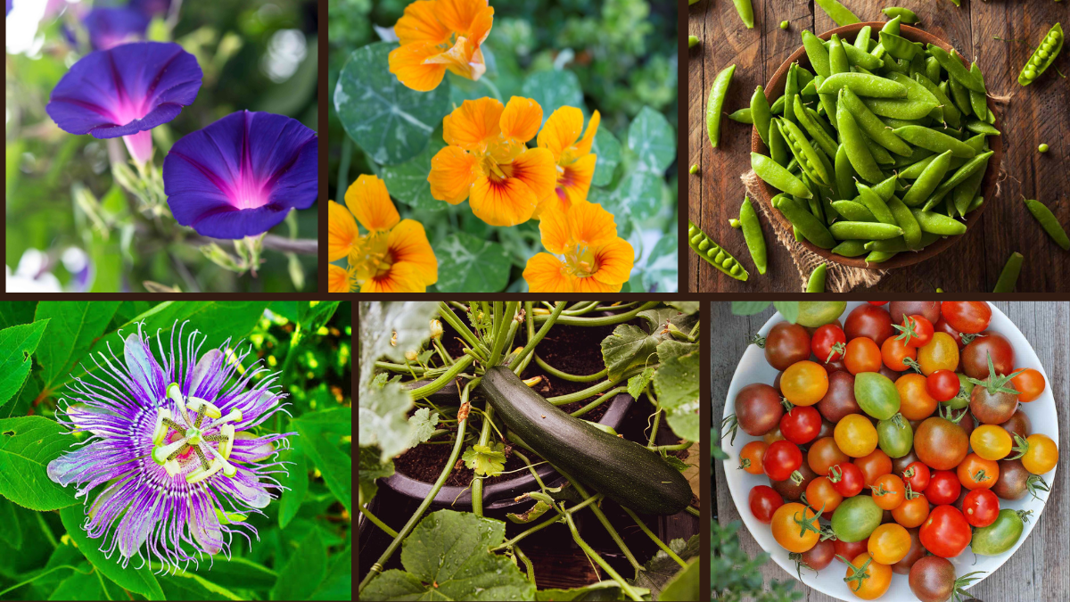 9 Fast-Growing Plants Perfect for Vertical Gardening