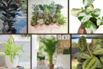 7 Add Greenery to Your Decor with These Indoor Plants