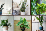 Top 6 Low-Light Plants Perfect for Apartments