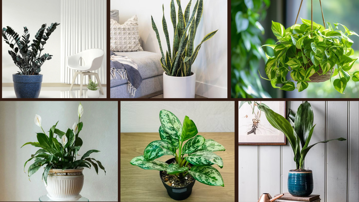 Top 6 Low-Light Plants Perfect for Apartments
