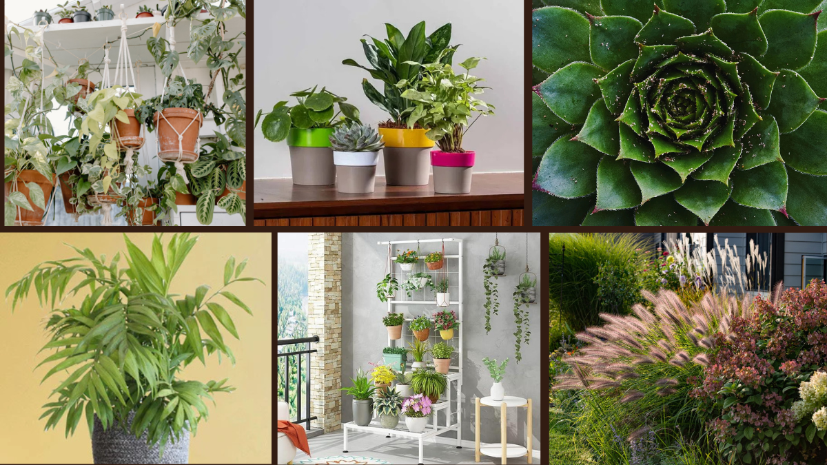 7 Design a Minimalist Room with Indoor Plants