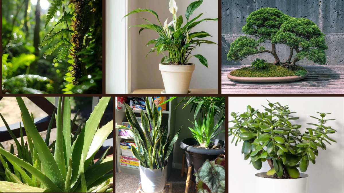 7 Create a Zen Space with These Indoor Plant Ideas
