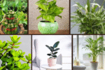 6 Feng Shui Plants That Bring Peace and Prosperity