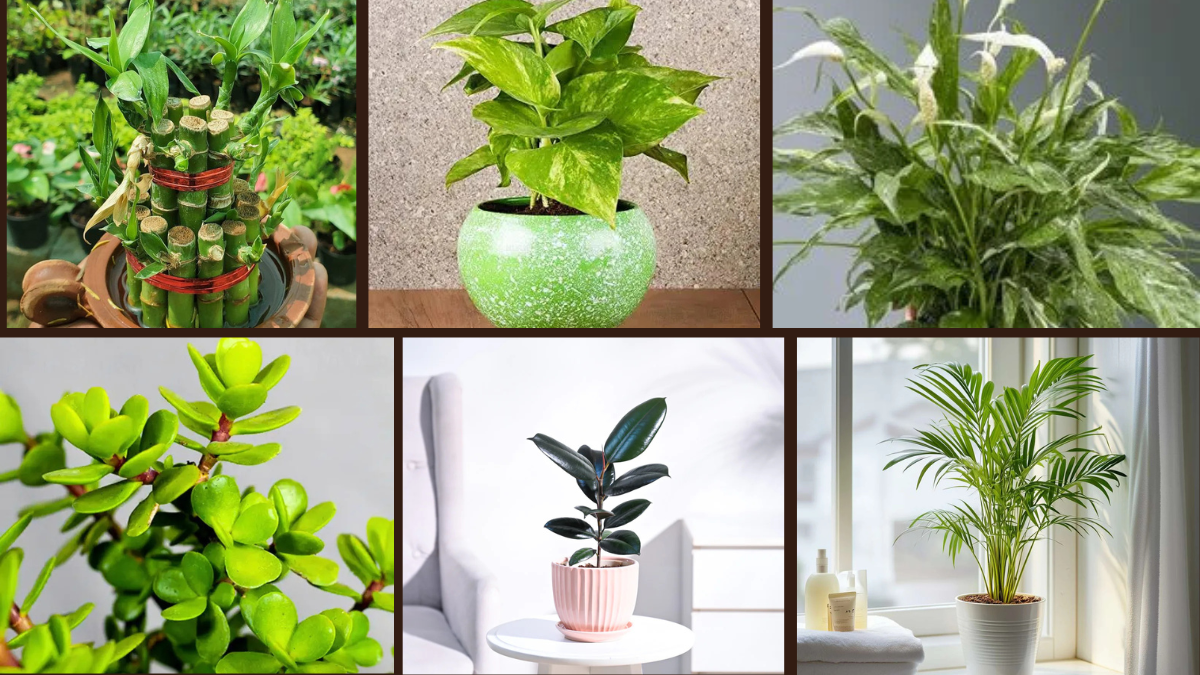 6 Feng Shui Plants That Bring Peace and Prosperity