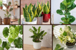 6 Best Indoor Plants for Modern Interiors