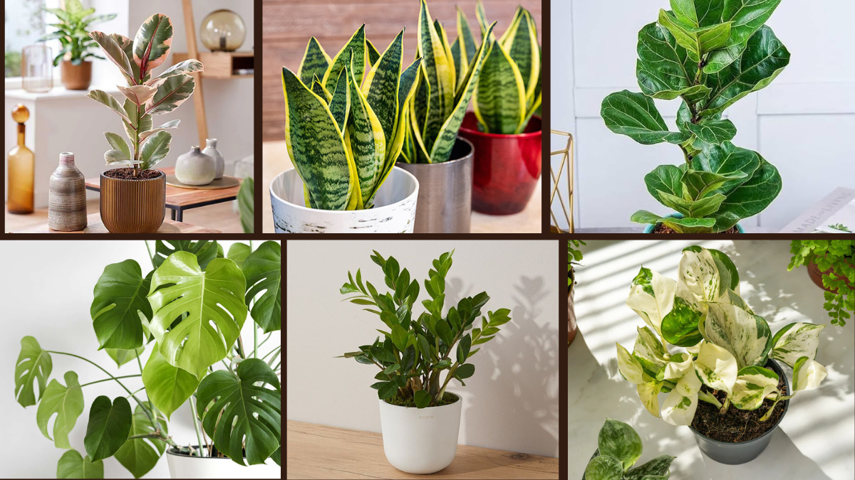 6 Best Indoor Plants for Modern Interiors